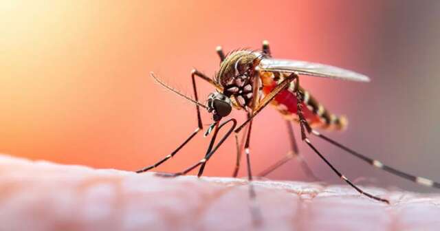 Dengue na gravidez aumenta risco de parto prematuro e morte neonatal