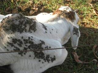 Pesquisa busca solu&ccedil;&otilde;es contra mosca-dos-est&aacute;bulos, que amea&ccedil;a agricultura em MS