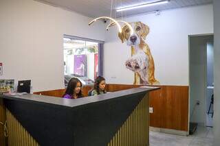 Cl&iacute;nica Bem Estar Animal mant&eacute;m campanha de castra&ccedil;&atilde;o desde 2018 e funciona 24h