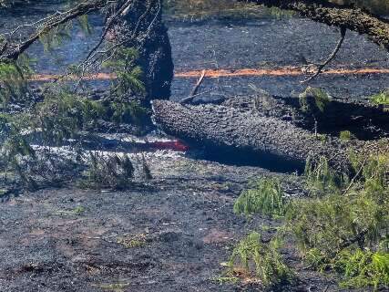 Bombeiros atendem 14 focos de inc&ecirc;ndio em vegeta&ccedil;&atilde;o por dia em Campo Grande
