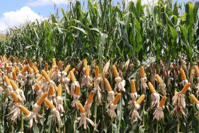 Produtividade do milho em MS cresce 68% mesmo ap&oacute;s ventanias