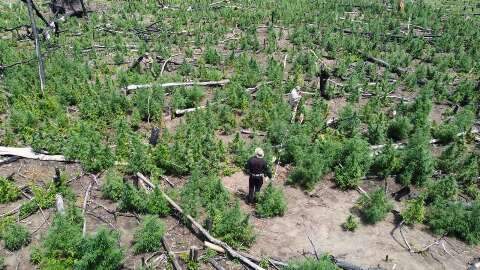 Opera&ccedil;&atilde;o binacional destr&oacute;i 868 toneladas de maconha na fronteira