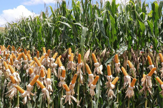 Produtividade do milho em MS cresce 68% mesmo ap&oacute;s ventanias