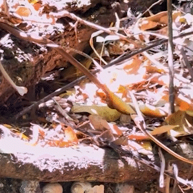 Em visita a Bonito, Tande flagra luta de cobras no Rio Sucuri