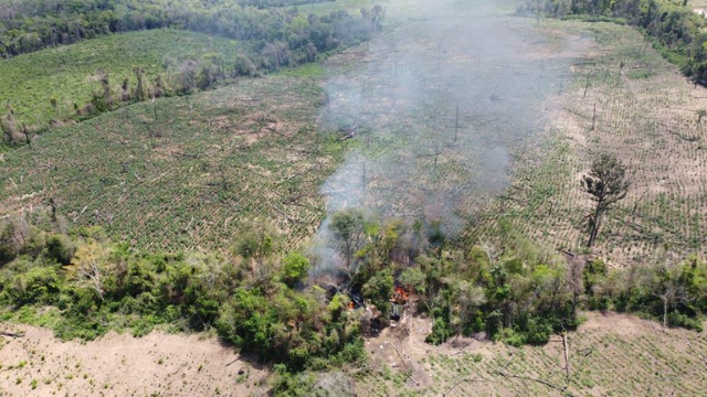 Opera&ccedil;&atilde;o conjunta destr&oacute;i 868 toneladas de maconha na fronteira