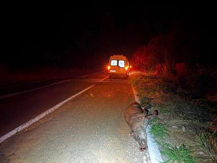 Ambul&acirc;ncia da prefeitura atinge anta, mulher fica ferida e animal morre