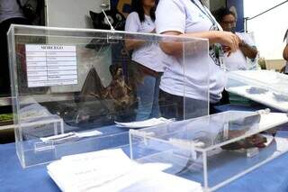 No Dia Contra a Raiva, tutores aproveitam para vacinar pets em shopping