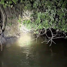 Peixes surpreendem ao subirem trecho do Rio Aquidauana