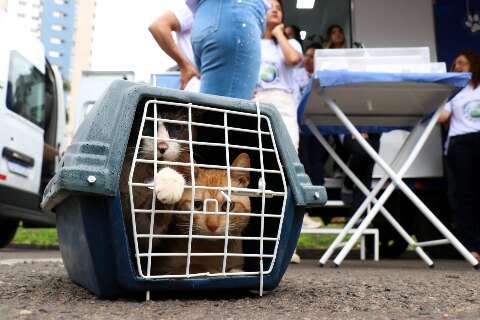 No Dia Contra a Raiva, tutores aproveitam para vacinar pets em shopping