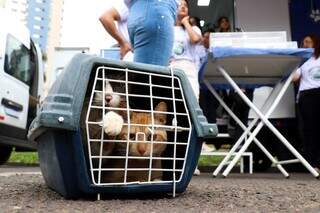 No Dia Contra a Raiva, tutores aproveitam para vacinar pets em shopping