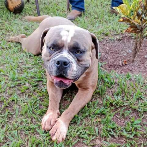 Fam&iacute;lia oferece R$ 1 mil de recompensa para quem encontrar buldogue 