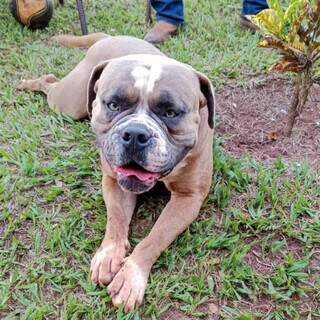 Fam&iacute;lia oferece recompensa para quem encontrar buldogue avaliado em R$ 5 mil 