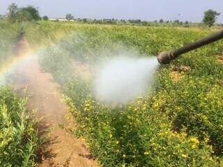 Empresa de Itapor&atilde; &eacute; investigada por falhas no controle de agrot&oacute;xicos