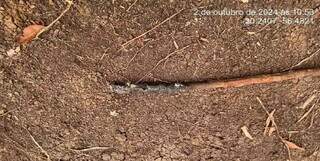 Associa&ccedil;&atilde;o de Moon deve recuperar 1,9 mil hectares em fazendas no Pantanal