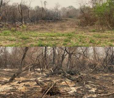 Associa&ccedil;&atilde;o de Moon deve recuperar 1,9 mil hectares em fazendas no Pantanal