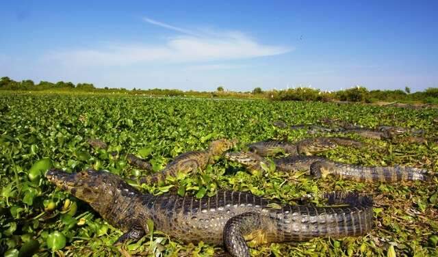 Carta do Pantanal cita Manoel de Barros para defender preserva&ccedil;&atilde;o do bioma