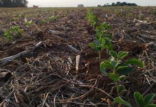 Soja em Sidrol&acirc;ndia deve render quase 1 milh&atilde;o de toneladas na safra 25/26