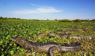 Carta do Pantanal cita Manoel de Barros para defender preserva&ccedil;&atilde;o do bioma
