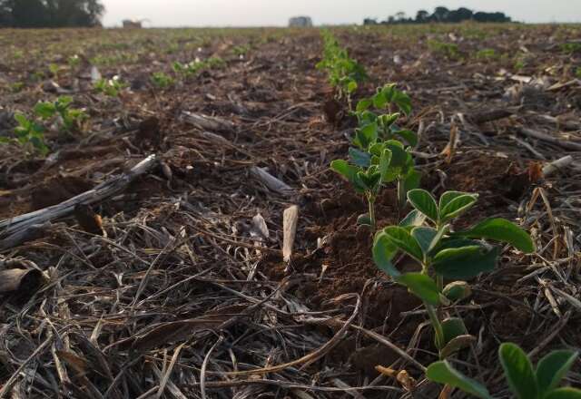 Soja em Sidrol&acirc;ndia deve render quase 1 milh&atilde;o de toneladas na safra 25/26