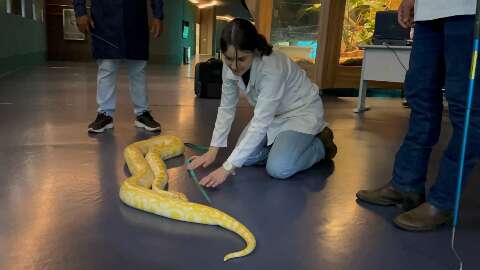 Capitu engordou 5,6 kg e cresceu 62 cent&iacute;metros desde a chegada no Bioparque