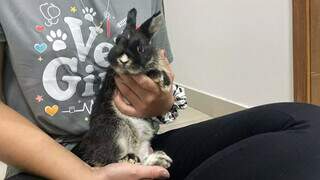 Mulher rejeita presente do ex e coelho acaba abandonado em lixeira na Capital