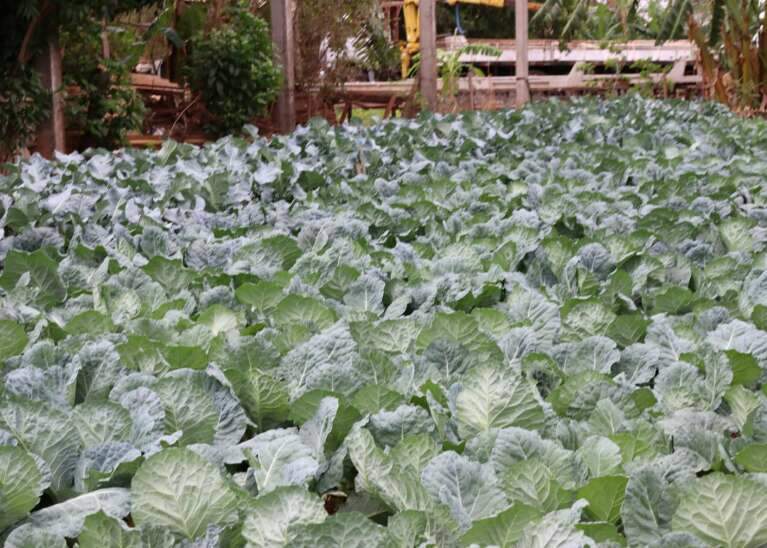 Campo Grande News