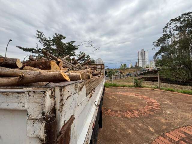 Prefeitura remove leucenas invasoras para recuperar &aacute;reas na Pra&ccedil;a das &Aacute;guas