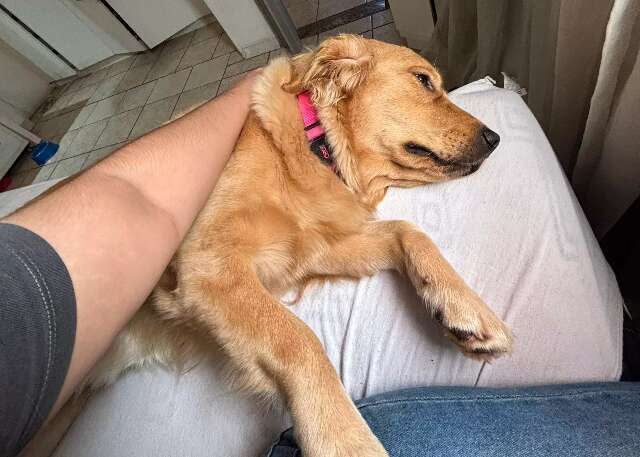 Pregui&ccedil;a ou sinal de dor? Como saber se o seu pet est&aacute; sofrendo