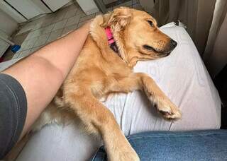 Pregui&ccedil;a ou sinal de dor? Como saber se o seu pet est&aacute; sofrendo
