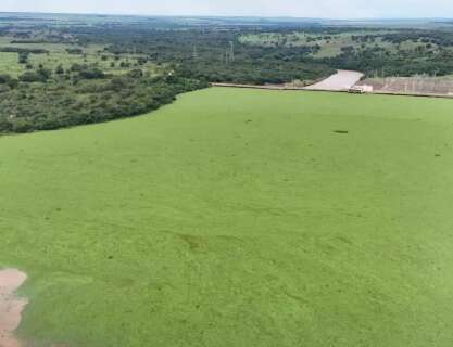 Usina vai liberar &aacute;gua para conter avan&ccedil;o de plantas aqu&aacute;ticas que cobriram rio