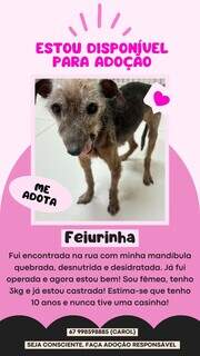 Resgatada, &quot;Feiurinha&quot; passou por cirurgia na mand&iacute;bula e precisa de um lar