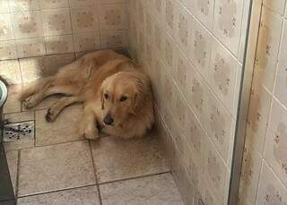 Pregui&ccedil;a ou sinal de dor? Como saber se o seu pet est&aacute; sofrendo