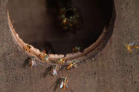 Bioparque promove atividades para lembrar o Dia Nacional da Abelha