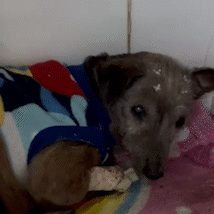 Resgatada, &quot;Feiurinha&quot; passou por cirurgia na mand&iacute;bula e precisa de um lar