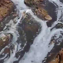 Esgoto contamina Rio Buriti; sindicato alerta para riscos aos peixes e &agrave; sa&uacute;de