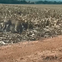 On&ccedil;a-pintada &eacute; flagrada fugindo de inc&ecirc;ndio no Pantanal de MS