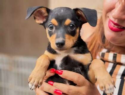 Ado&ccedil;&atilde;o de c&atilde;es e gatos marca jogo do Comercial no Estadual neste domingo