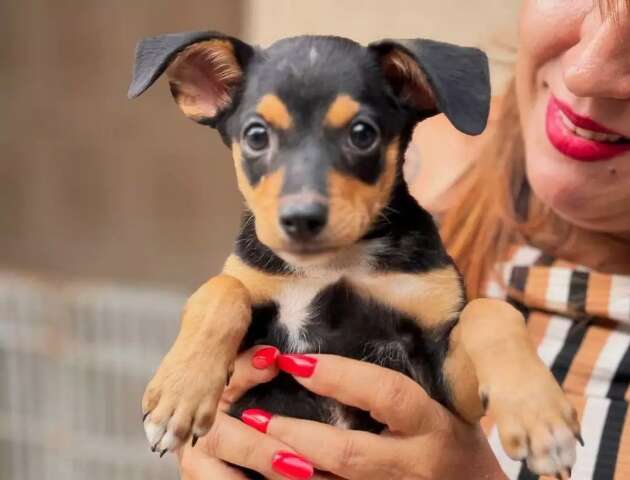Ado&ccedil;&atilde;o de c&atilde;es e gatos marca jogo do Comercial no Estadual neste domingo