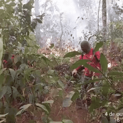 Fogo no Parque Taquari destr&oacute;i 3 mil hectares e prefeito cobra mais aeronaves