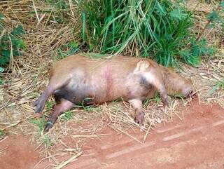 Capivara morre atropelada e cheiro da carca&ccedil;a incomoda moradores