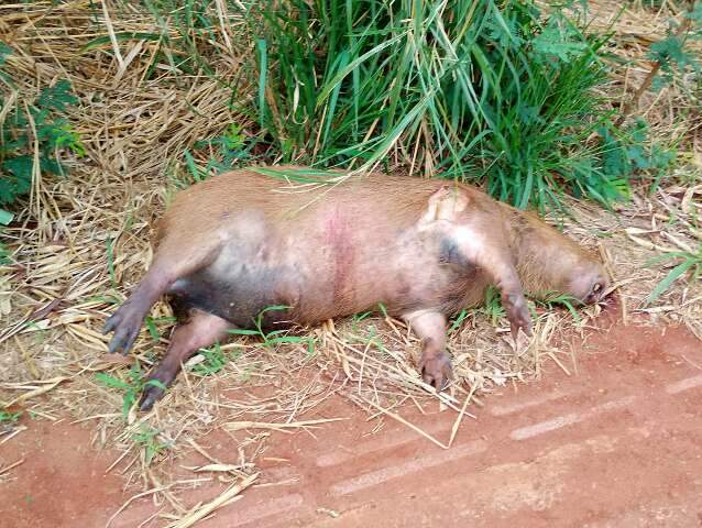 Capivara morre atropelada e cheiro da carca&ccedil;a incomoda moradores