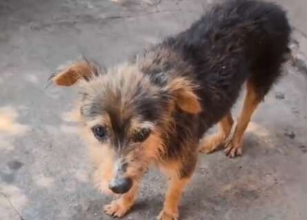 C&atilde;o &eacute; abusado sexualmente e submetido a eutan&aacute;sia por intenso sofrimento