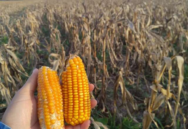Estiagem reduz produtividade de soja e milho em MS, aponta estudo da Aprosoja
