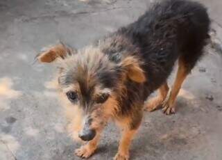 C&atilde;o &eacute; abusado sexualmente e submetido a eutan&aacute;sia por intenso sofrimento