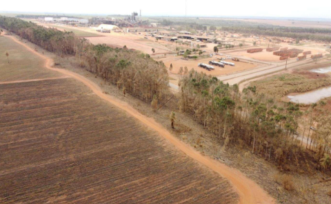 Usina &eacute; multada em R$ 12 milh&otilde;es por inc&ecirc;ndio em canavial e eucaliptos 