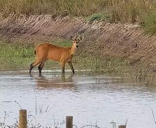 Ex-militar fez do Forte Coimbra um destino de aventura no Pantanal