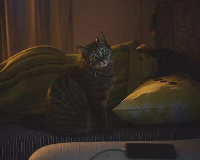 Seu gato te acorda de madrugada? Saiba o que fazer para n&atilde;o surtar