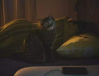 Seu gato te acorda de madrugada? Saiba o que fazer para não surtar Seu gato te acorda de madrugada? Saiba o que fazer para não surtar