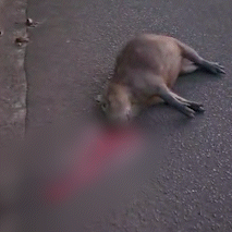 &ldquo;Que tristeza&rdquo;: capivara morre atropelada em avenida movimentada