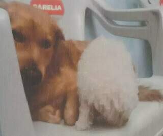 Na mesma manh&atilde;, 2 c&atilde;es morrem ap&oacute;s ataques de pit bull em Campo Grande